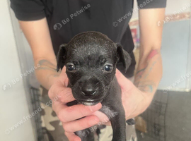 Chug x whippet