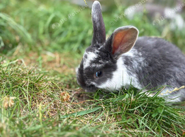 Three beautiful rabbits