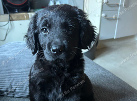 10 week old Labrador