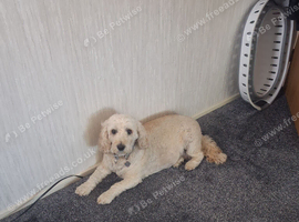 Cockapoo 6 years old