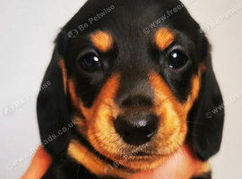 Miniature Dachshund
