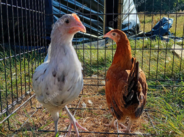 Leghorn Cross Pullets x2