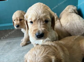 GORGEOUS LITTLE TREASURES SEEKING THEIR LOVING HOMES