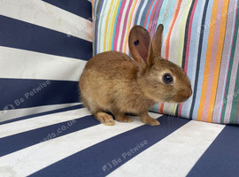 10 BELGAIN HARE KITS