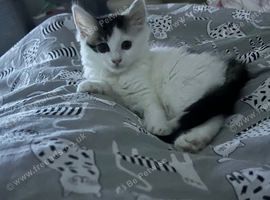 Female kitten 12 weeks old turn 12 weeks on the 28th