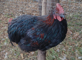 Mixed breed cockerel