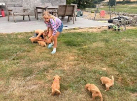 little golden retriever pups