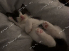 8 week old kittens