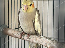 Silvercrest Cockatiels