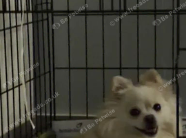 Adorable Pomeranian puppies looking for a new home