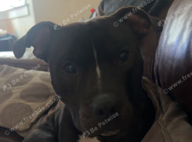 Male staffy