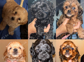 Beautiful F1 Shihpoos