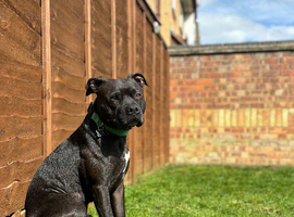 Athletic Staffy for stud (proven)