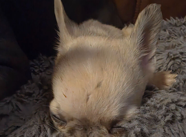 Frenchie cross