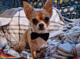WINSTON THE CHIHUAHUA IS FOR STUD DUTIES ONLY APPLE HEAD SMOOTH BUT FLUFFY NECK