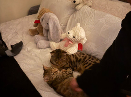 two bengal siblings boy and girl