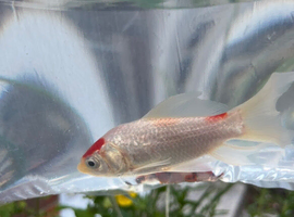 Missing fish