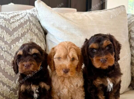 Cockapoo Puppies