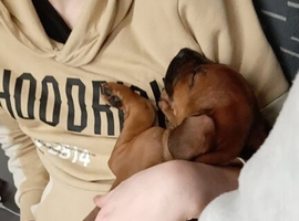Puppy