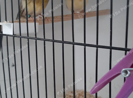Gloster canary