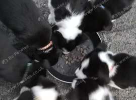 Border Collie Pups