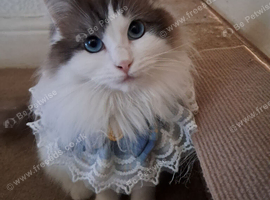 Beautiful pure breed Ragdoll