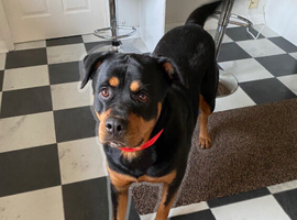 A beautiful and lovely 7 years old rotty