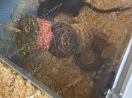 2 male gerbils need home asap