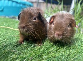 Baby boys looking for new home
