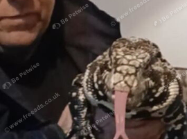 Tegu