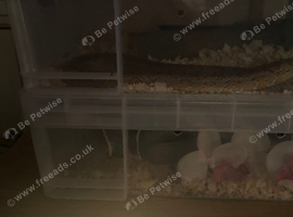 corn snakes
