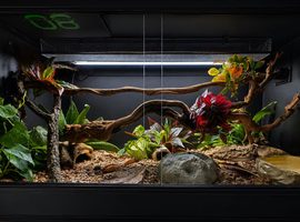 4x2x2 Bioactive Setup & Sub-Adult Ivory Royal Python