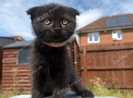 Ragdoll x BSH/Scottish Fold Kitten