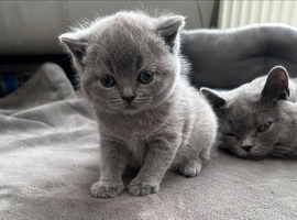British short hair kitten