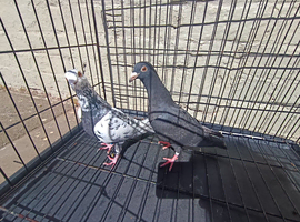 Tiger grizzle Breeding Pair Racing Pigeons