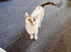 Calico cat super friendly