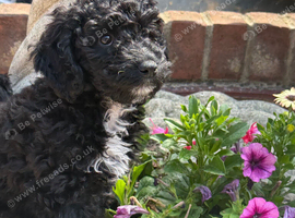 Beautiful litter of cockapoo puppies