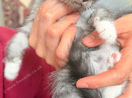 Beautiful male kitten looking for a loving forever home