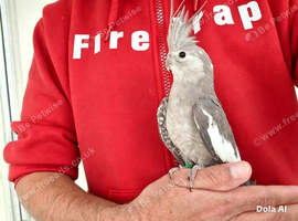 Super silly hand tamed baby cockatiels