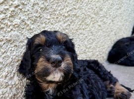1 phantom marked Bernedoodle girl 2nd Gen F1 Large standards.