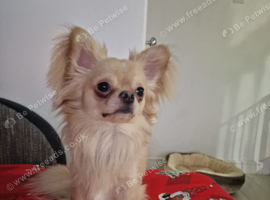 Chihuahua