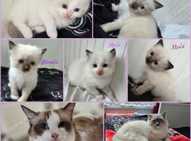 Pure Ragdoll kittens.