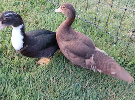 Pair of Muscovy Females for Sale