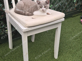 Full british short hair kitten