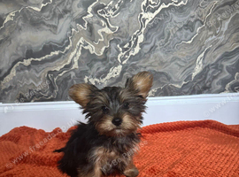 Male Yorkshire Terrier