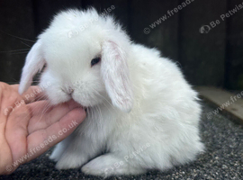 blue eyed white mini lops