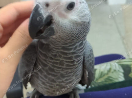 Baby African