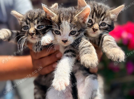 Kittens