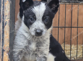Boy Border Collie