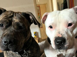 2 dogs need good home